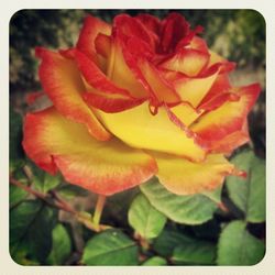 Close-up of red flowers