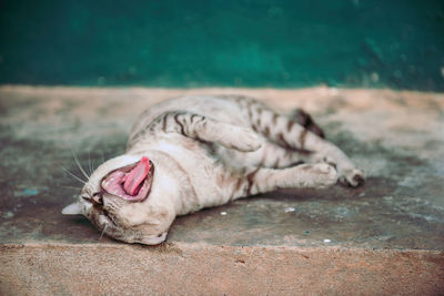 Close-up of a cat yawning