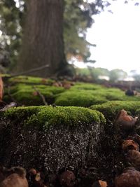 Close-up of fresh green tree