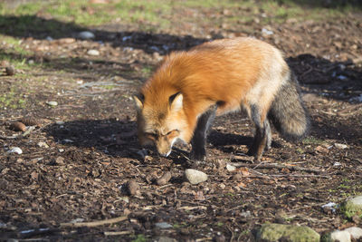 Fox on field