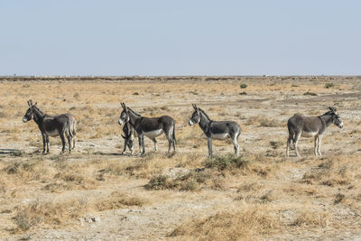 5 donkeys  standing on field against clear sky.