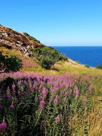 Scenic view of sea and pink flowers against sky