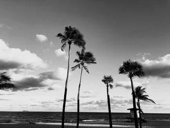 Palm trees on beach against sky