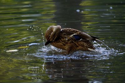 View of mallard duck swimming in lake