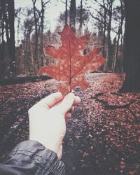 Autumn leaves on tree trunk