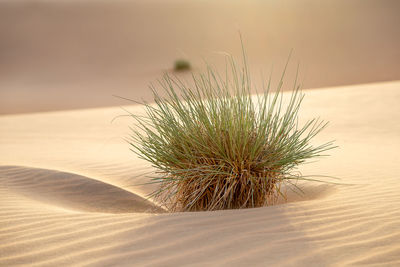 Desert shrub between sand dunes in liwa abu dhabi in uae, closeup. beautiful landscape scene.