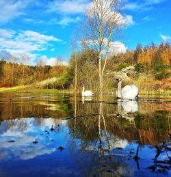Swan on lake against sky