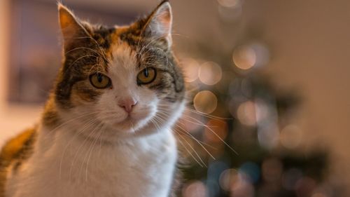 Close-up of cat looking away