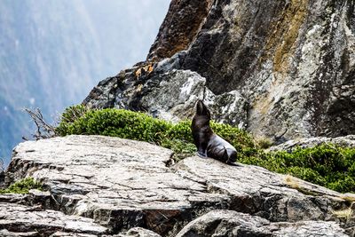 Low angle view of horse on rock