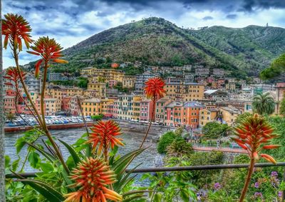 View of trees and plants against cloudy sky