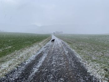 Scenic view of dog on road amidst field against sky, starting to snow or graupel