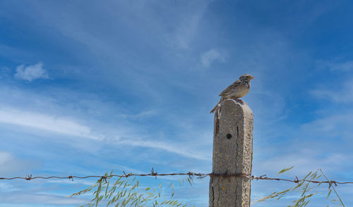 Low angle view of bird perching on wooden post against sky