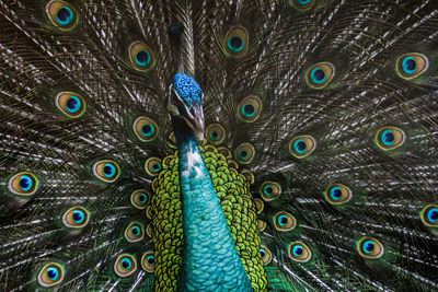 Full frame shot of peacock