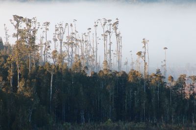 Plants growing on field