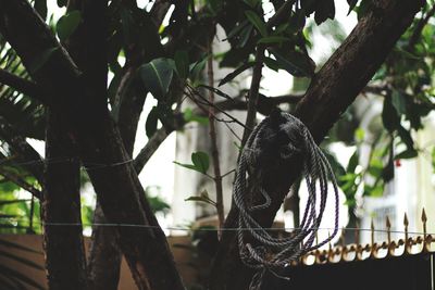 Low angle view of bird perching on tree