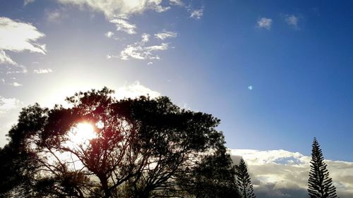 Low angle view of trees against blue sky