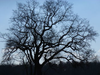 Low angle view of bare trees against sky