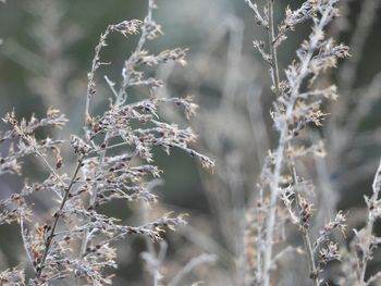 Close-up of wilted plant on field