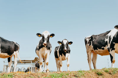 Cows on field against clear sky