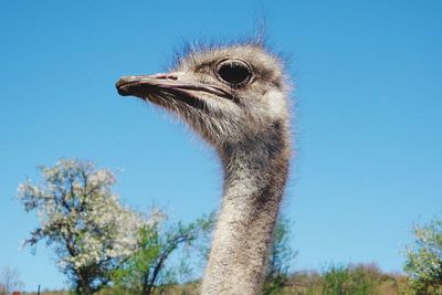 Low angle view of bird against clear blue sky