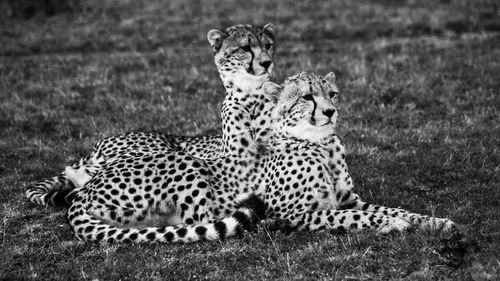 Portrait of tiger relaxing on field