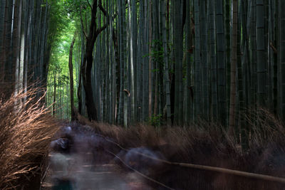 Arashiyama bamboo grove during the day. japan