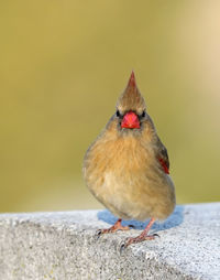 Close-up of bird perching on wall