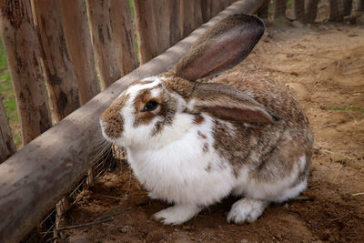 Dose of cuteness in form of an eared domestic rabbit standing by its fence and chewing 