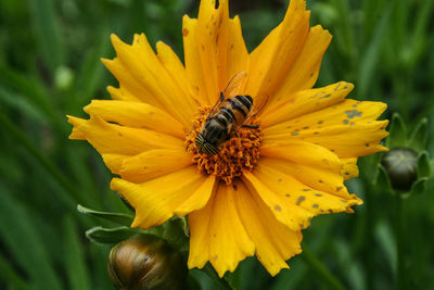 Close-up of insect on yellow flower