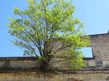 Low angle view of tree with house against sky