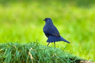 Close-up of a bird perching on a field