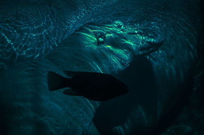 wildlife