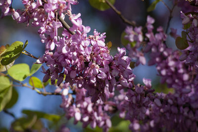 Close-up of purple flowering tree