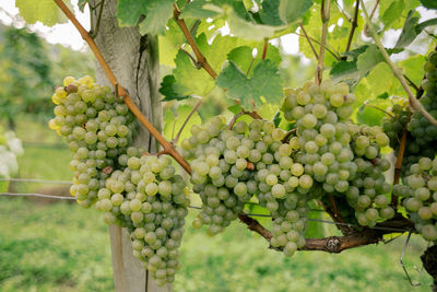 Close-up of grapes growing in vineyard