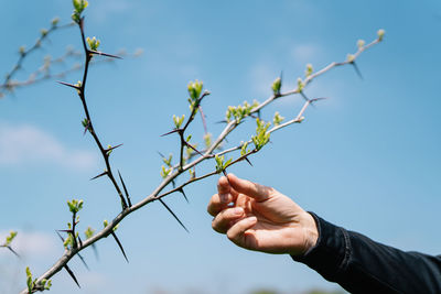 Man holding spiked plant against sky