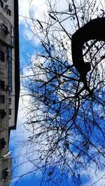 Low angle view of bare trees against blue sky