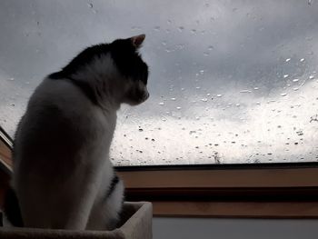 Cat looking through window