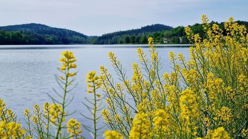Yellow flowering plants by lake against sky