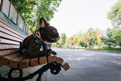 French bulldog sitting on bench in park