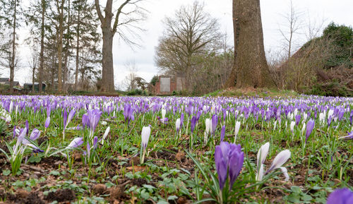 Purple crocus flowers growing on field