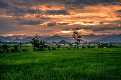 Scenic view of field against sky during sunset