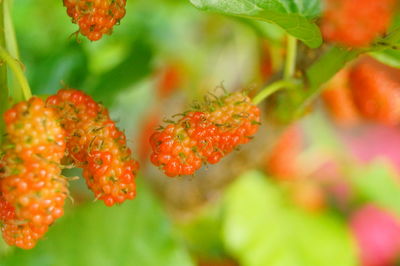 Close-up of berries on plant