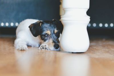 Portrait of puppy relaxing on floor at home