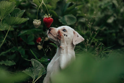 Close-up of fruit with puppy