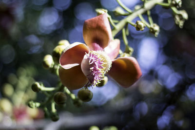 Close-up of flowers blooming outdoors