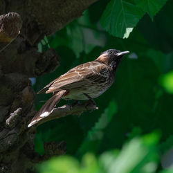 Close-up of bird perching on leaf