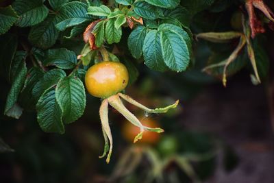 Close-up of wild-rose