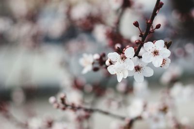 Close-up of apple blossoms in spring