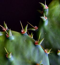 Close-up of succulent plant