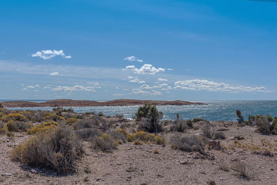 Landscape on the patagonian atlantic coast in argentina